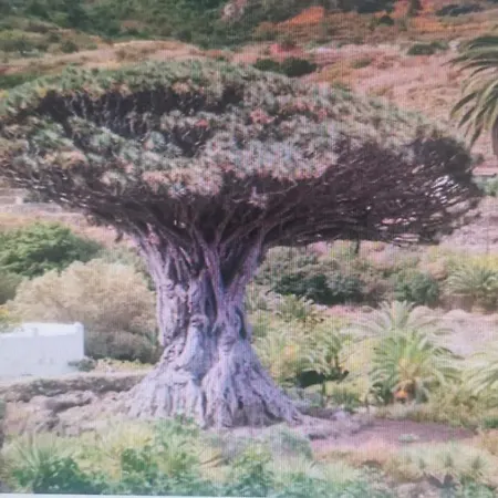 Tradicional Casa Canaria Con Piscina Y Vistas Al Teide Holiday home Icod De Los Vinos